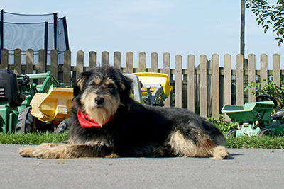 Ferienwohnung mit Hund Nordsee