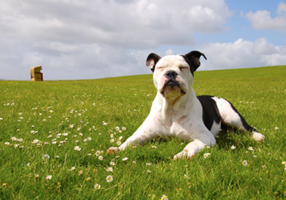 nordseeurlaub mit hund