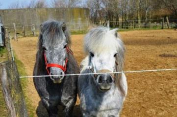Ponies Lotta und Paul